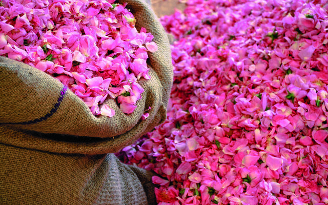 rose maiC