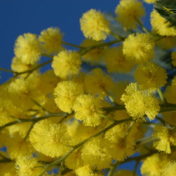 Mimosa